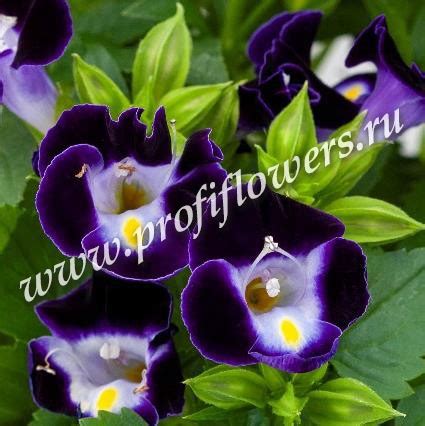 Торения Хай-Лайт