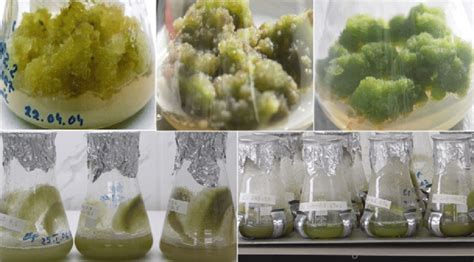 Callus And Cell Suspension Cultures Of Eryngium Planum L The Pictures