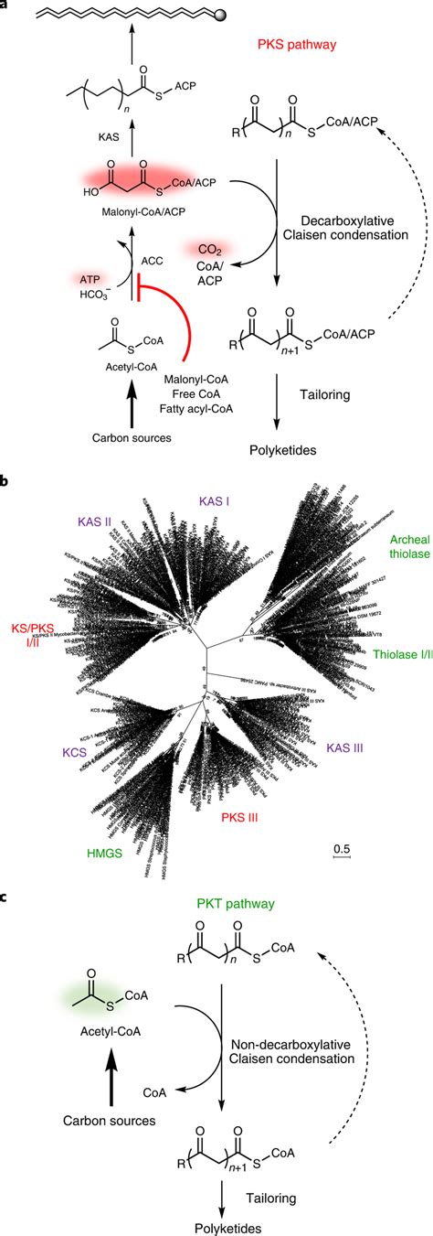 Synthesis Of Polyketide Backbones Through Polyketide Synthases And