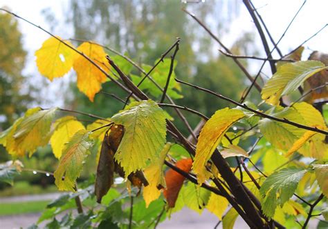 Feuilles D Automne Jaune Automne Photo Gratuite Sur Pixabay Pixabay