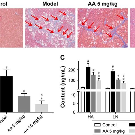 Aa Ameliorates Ccl 4 Induced Liver Fibrosis In Rats Notes A