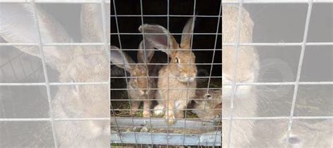 Мясо кролика (кролики) купить в Орле | Животные и зоотовары | Авито