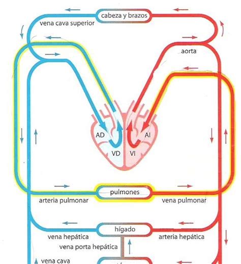 Constituido Por Coraz N Circulaci N Pulmonar Circulaci N