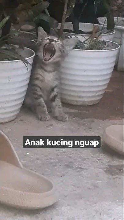 anak kucing nguap cat kucing kucingimut kucingkampung animals