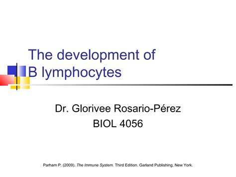 The development of b lymphocytes | PPT