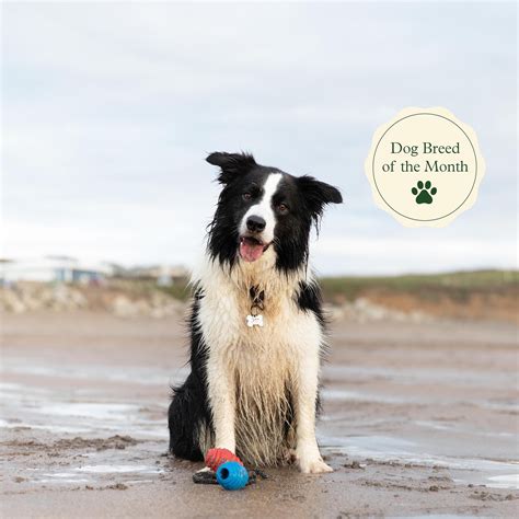 Are There Different Types Of Border Collies