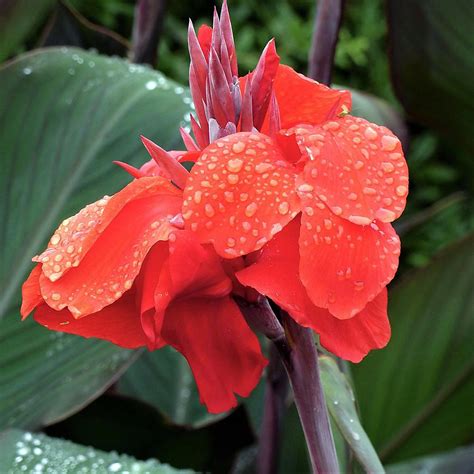 Canna Lily Bulbs Dark Redpurple Musifolia Large Tropical Etsy