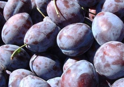 Купить саженцы сливы из питомника "КСП" – доставка почтой, СДЭК