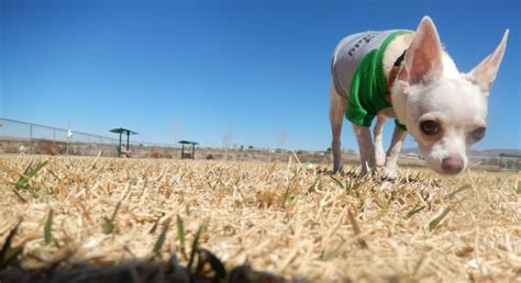 Top 6 Dog Park Safety Tips - Proud Dog Mom