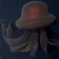 Video Shows Rare Deep Sea Encounter With A Giant Phantom Jellyfish