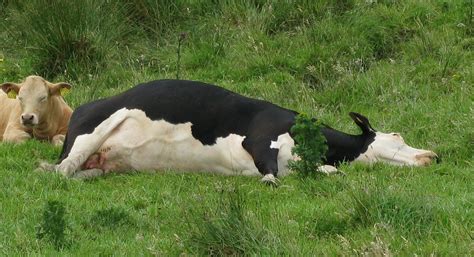 Cow tipping - Wikipedia