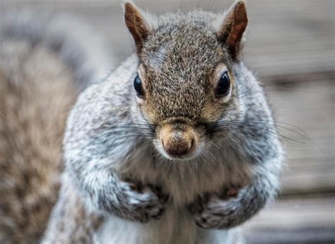 Premium Photo | Perky little look