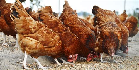 Top Imagenes De Gallinas Criollas Destinomexico Mx