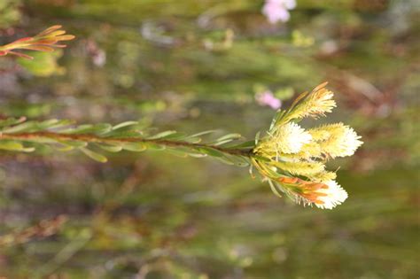 African Plants A Photo Guide Aulax Umbellata Thunb R Br