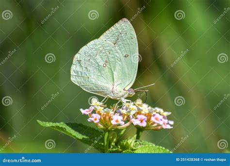 Common EmigrantInsects Butterfly Stock Photo Image Of Butterfly