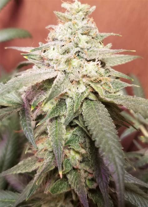 Banana Kush Autoflower Strain Info Banana Kush Autoflower Weed By