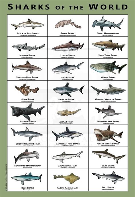 Sharks of the World Art Poster / Field Guide - Etsy | Shark pictures