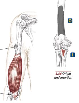 Basic Muscles Of The Forearm Flashcards Quizlet