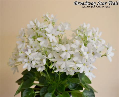 Фиалка Broadway Star Trail