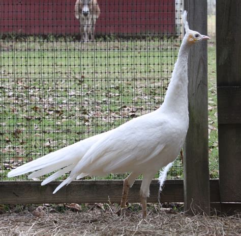 Spalding White Peahen Rocking B A B Ranch