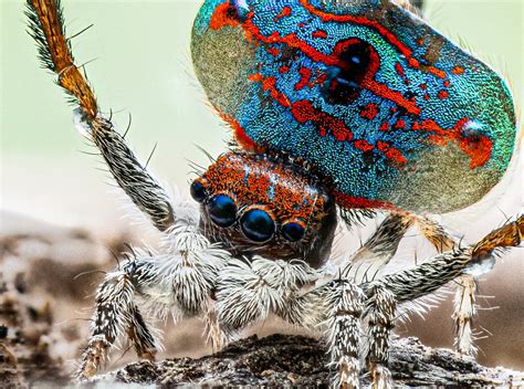 Australian Peacock Spider Habitat