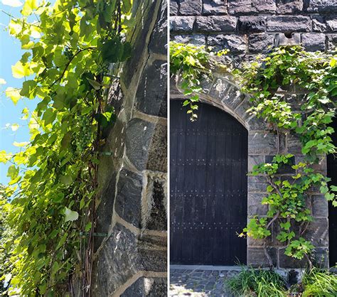 Grapevines Grown in the Courtyard - The Metropolitan Museum of Art