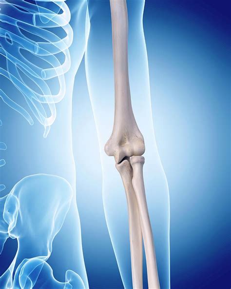 Human Elbow Bones By Sebastian Kaulitzki Science Photo Library