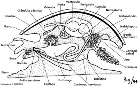 Biología de los moluscos | Subacuáticas Real Sociedad