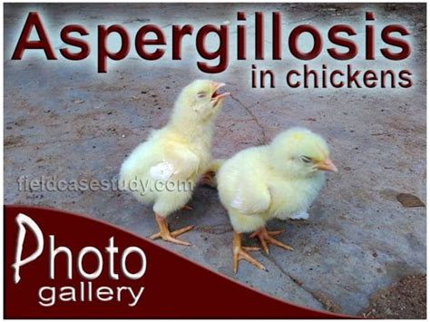 Aspergillosis In Birds Poultry Diseases Symptoms Respiratory Diseases