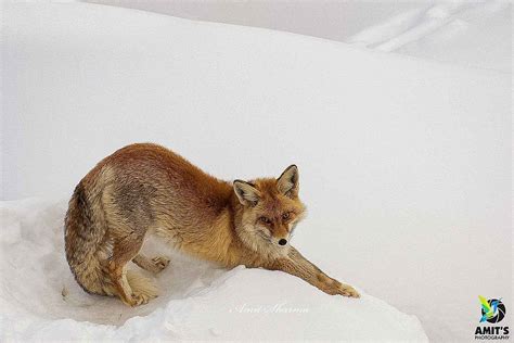 Snow Leopard Ladakh | Ladakh Birding Tour