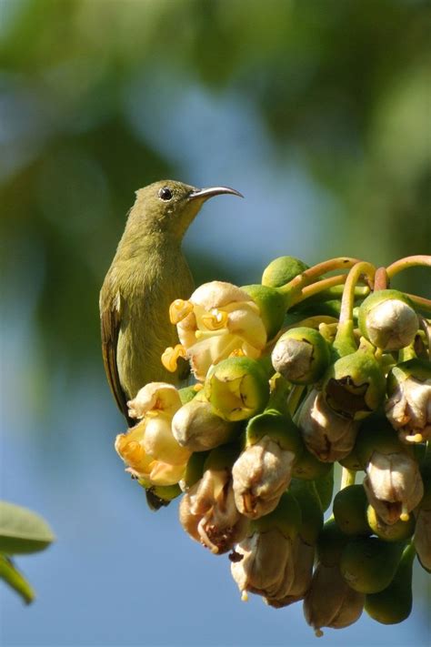 キゴシタイヨウチョウ タイ王国 北の鳥 ＜nok Park Nua＞