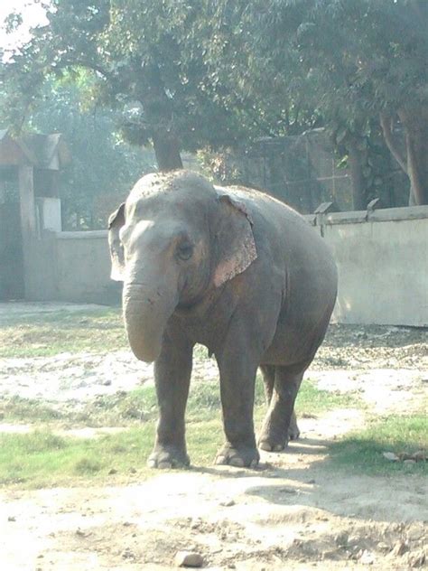 Elephant at zoo of Kolkata | Animal kingdom, Animals, Elephant