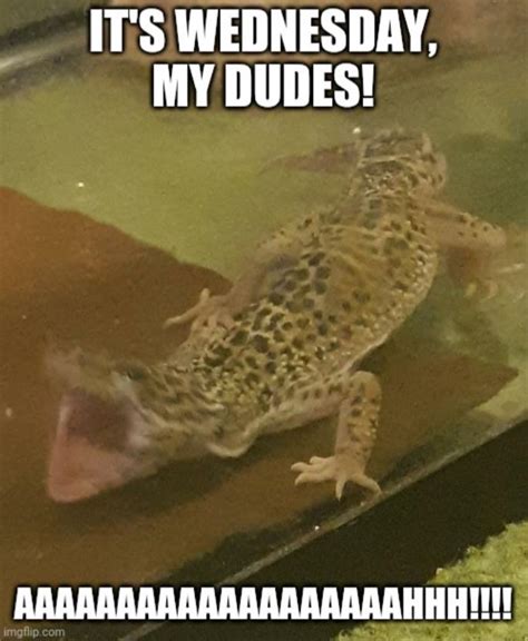 A Wednesday meme : leopardgeckos