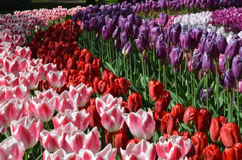 How To Plant Tulip Bulbs & Tips For Long-Lasting Blooms