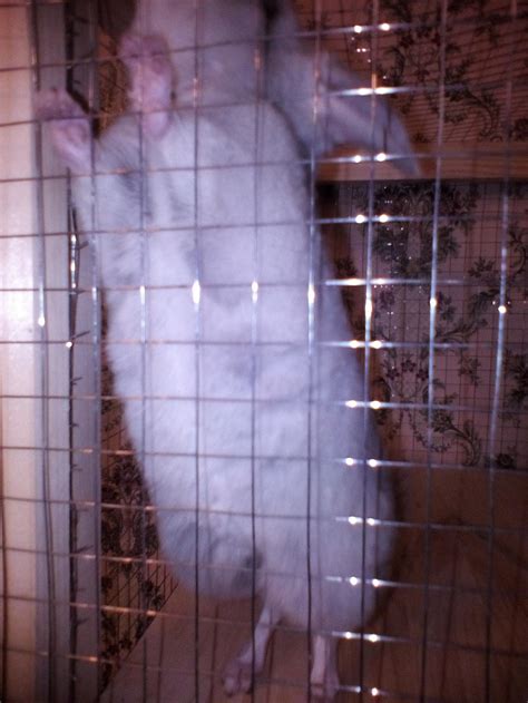 Витрина для шиншиллы v2 | Пикабу