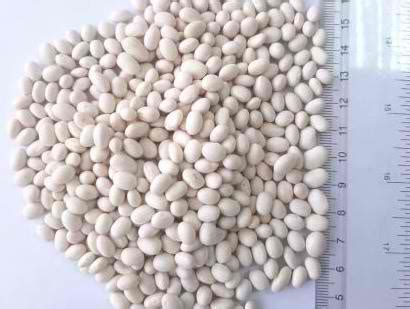 WHITE PEA BEANS – Agro-Afrique Company Limited