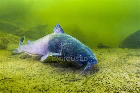 Blue Catfish Swimming Along Bottom Ictalurus Furcatus Underwater