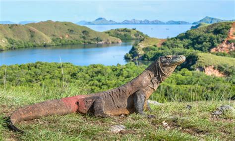 4,700+ Komodo Dragon Indonesia Stock Photos, Pictures & Royalty-Free