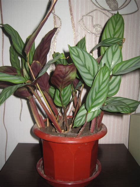 Калатея комнатный цветок разновидности (68 фото)