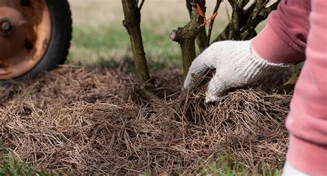Рододендрон — правила посадки и ухода в открытом грунте — Ботаничка