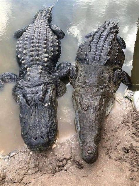 What’s the difference between an Alligator vs. Crocodile | Leila World Blog