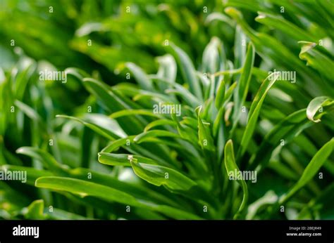 Lily Lanceolate Or Brindle Lilium Lancifolium Green Leaves Of A