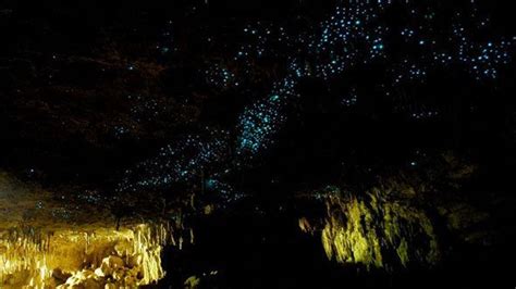 New Zealands Glowworm Caves Bbc Travel