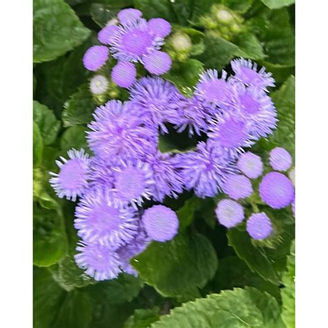#Ageratum : Blue #อะเจอราตุ้ม #บลูแพลนเนท #BluePlanetกระถาง6-8นิ้ว ทน ...