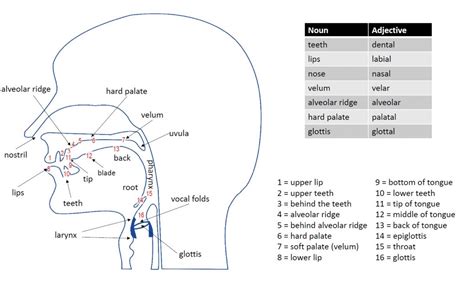 Articulation Diagram - English Notes