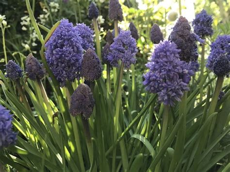 Мускари армянский (armeniacum): Blue Spike (Блю Спайк), Azureum ...