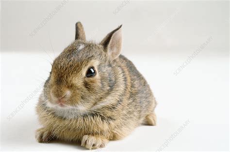 Baby Cottontail Rabbit - Stock Image - C012/8550 - Science Photo Library