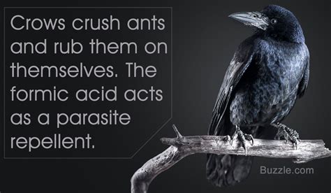 Interesting Facts About The Clever American Crow Crow Facts Animal