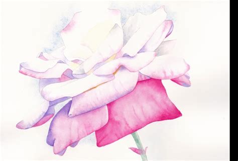 Rose With Lost Edges Skillshare Student Project