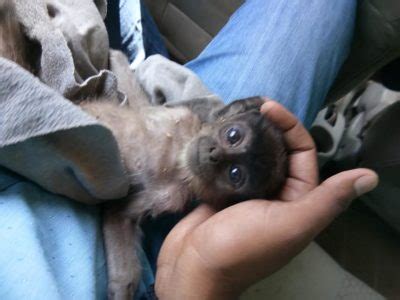 Rescue of Injured Baby Monkey - Vanshree Trust